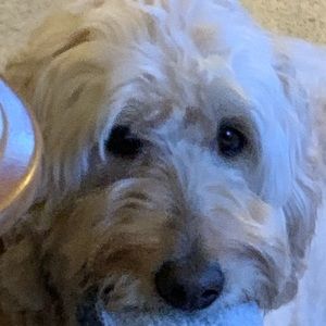 Meet your Posher, Sandy